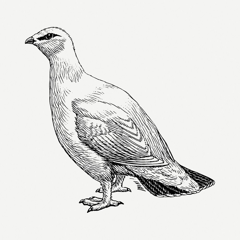 Rock ptarmigan bird drawing, vintage animal illustration psd. Free public domain CC0 image.