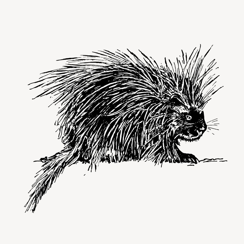 Porcupine clipart, vintage animal illustration vector. Free public domain CC0 image.