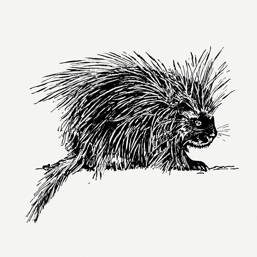 Porcupine drawing, vintage animal illustration psd. Free public domain CC0 image.
