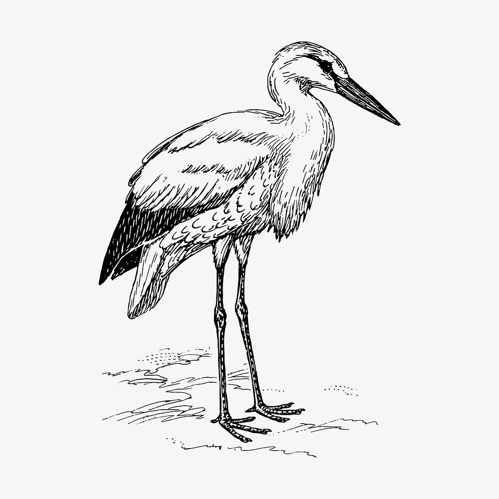 Stork bird clipart, vintage animal illustration vector. Free public domain CC0 image.