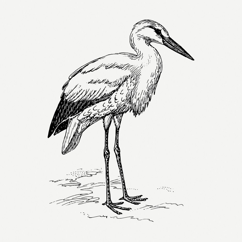 Stork bird drawing, vintage animal illustration psd. Free public domain CC0 image.