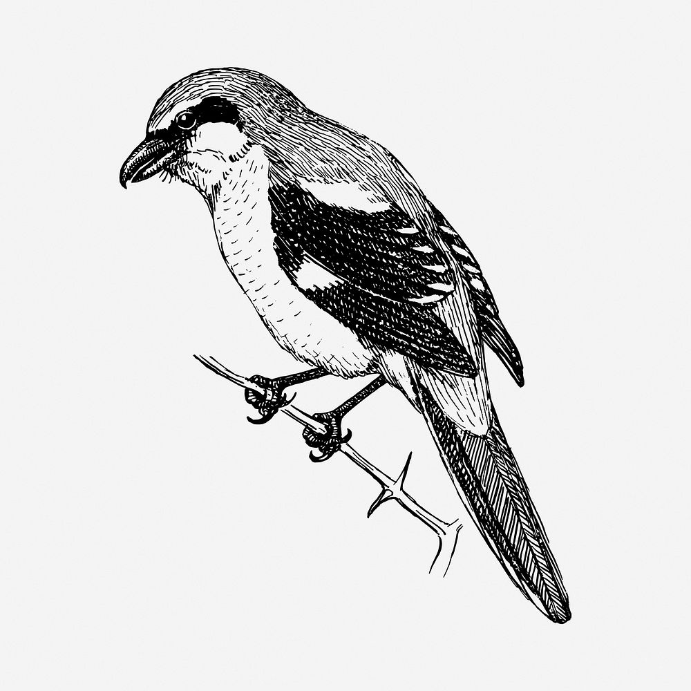 Shrike bird drawing, vintage animal illustration. Free public domain CC0 image.