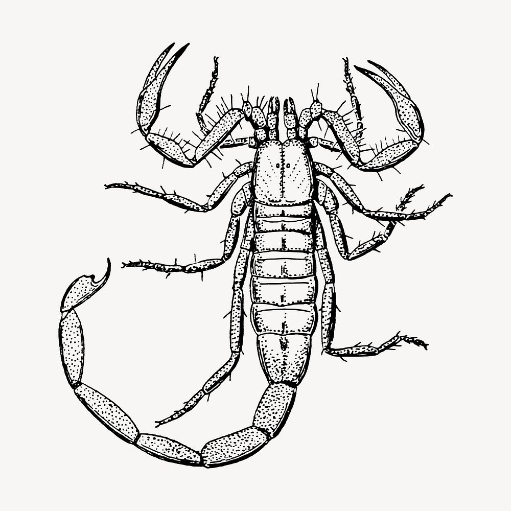 Scorpion clipart, vintage insect illustration vector. Free public domain CC0 image.