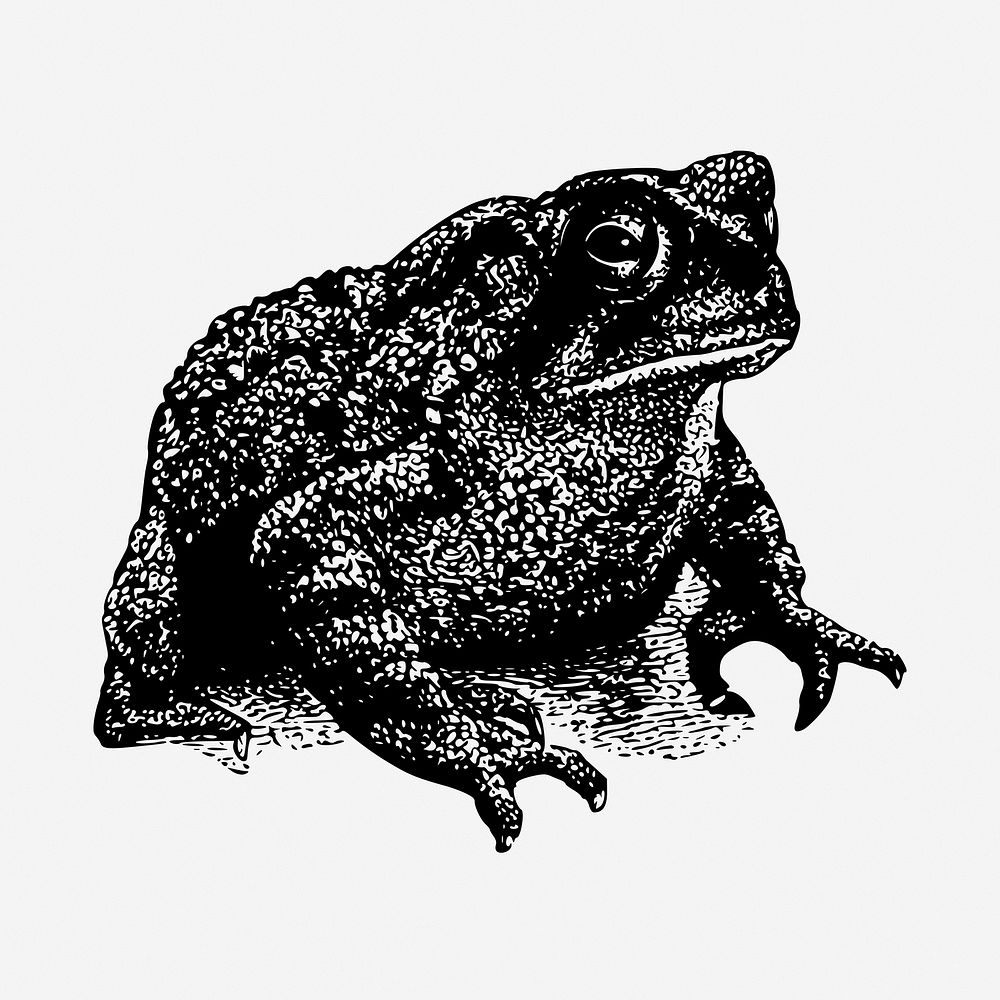 Toad drawing, vintage animal illustration. Free public domain CC0 image.