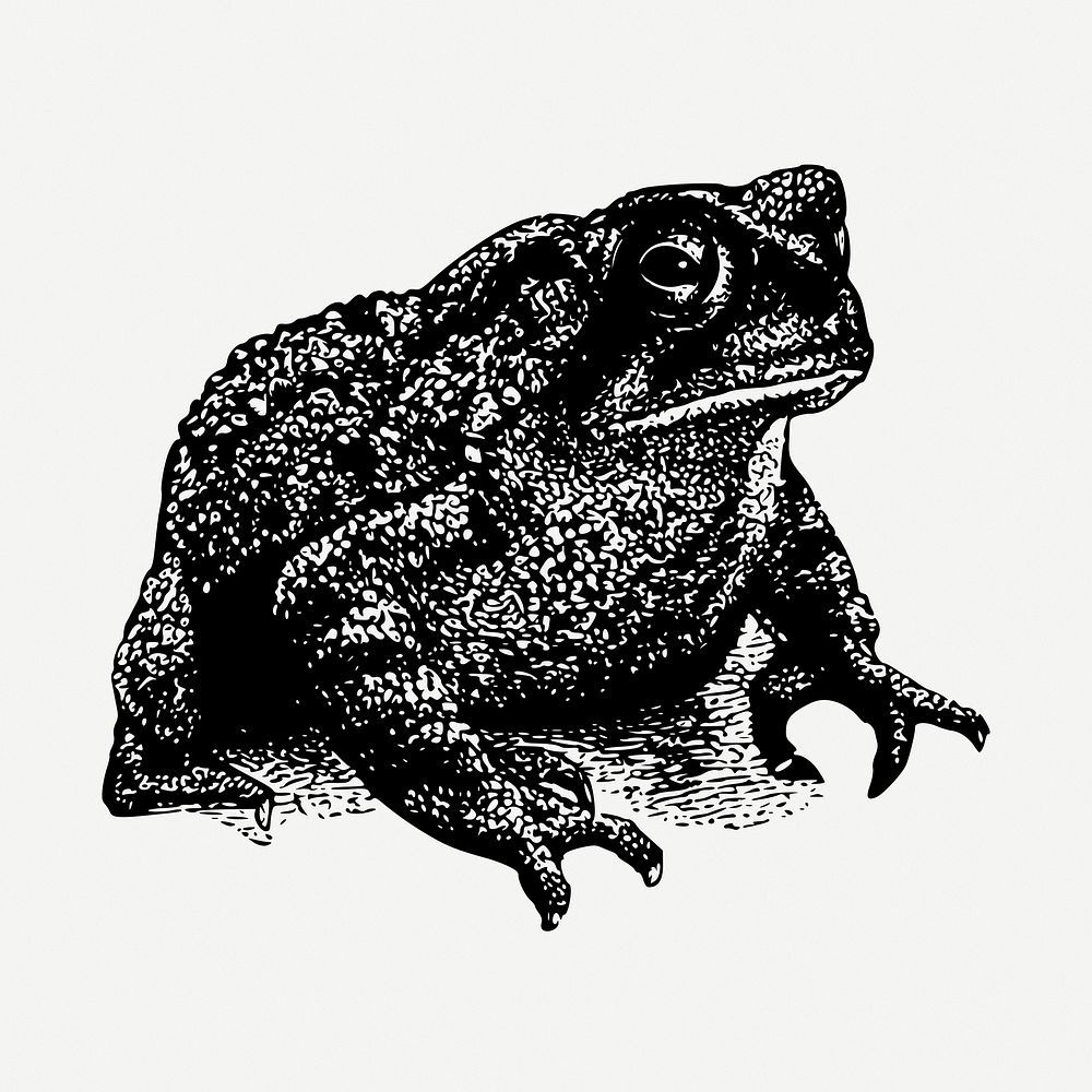Toad drawing, vintage animal illustration psd. Free public domain CC0 image.
