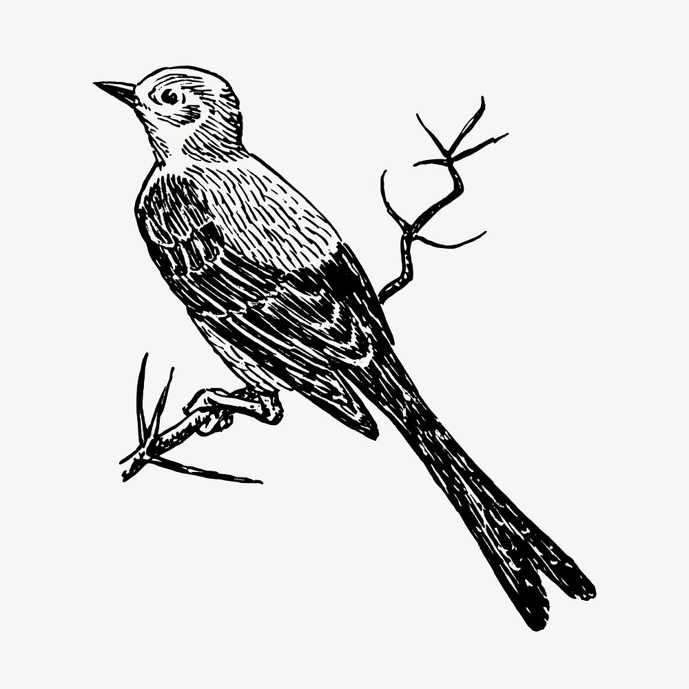 Scissor-tailed flycatcher bird clipart, vintage animal illustration vector. Free public domain CC0 image.