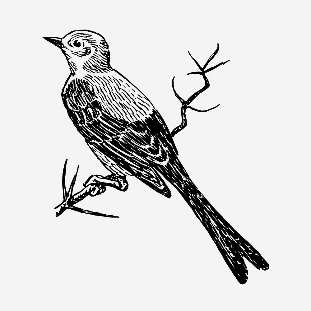 Scissor-tailed flycatcher bird drawing, vintage animal illustration. Free public domain CC0 image.