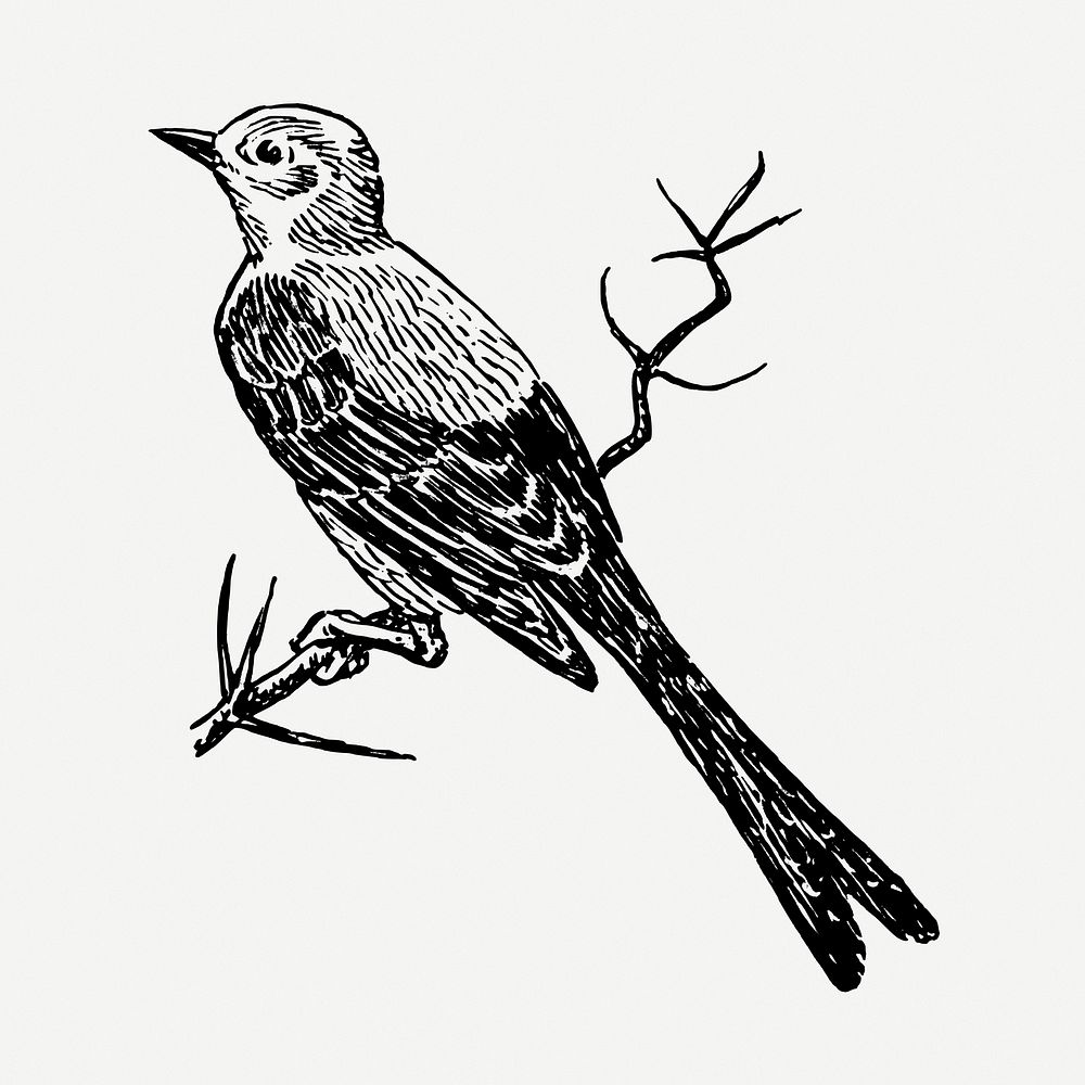 Scissor-tailed flycatcher bird drawing, vintage animal illustration psd. Free public domain CC0 image.