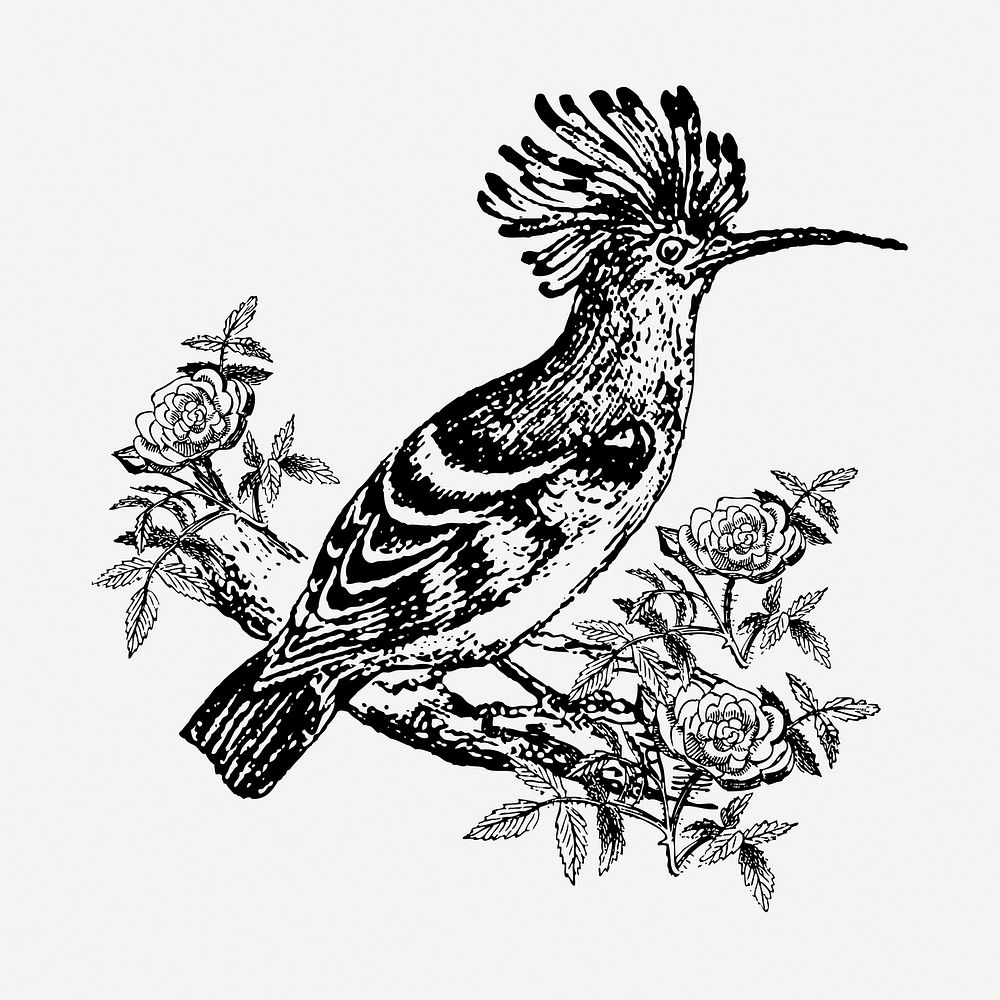 Exotic bird drawing, vintage animal illustration. Free public domain CC0 image.