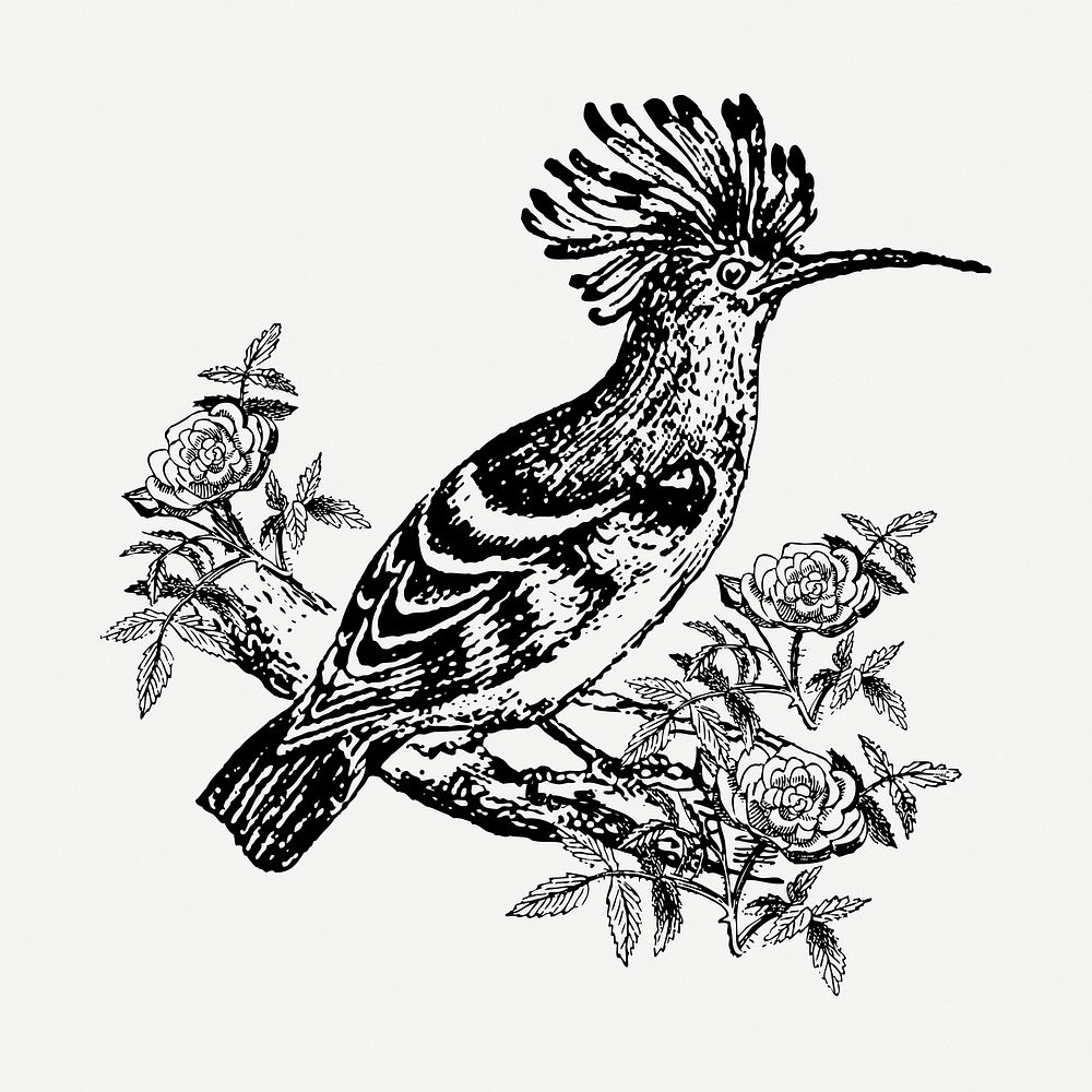 Exotic bird drawing, vintage animal illustration psd. Free public domain CC0 image.