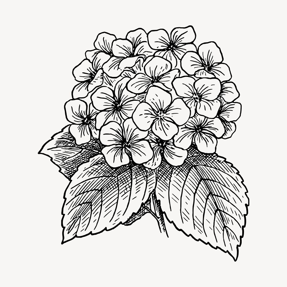 Hydrangea flower clipart, vintage botanical illustration vector. Free public domain CC0 image.