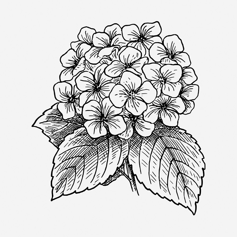 Hydrangea flower drawing, vintage botanical illustration. Free public domain CC0 image.