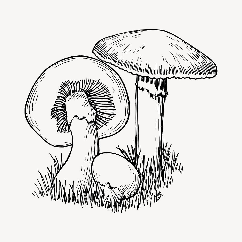 Mushroom clipart, vintage vegetable illustration vector. Free public domain CC0 image.