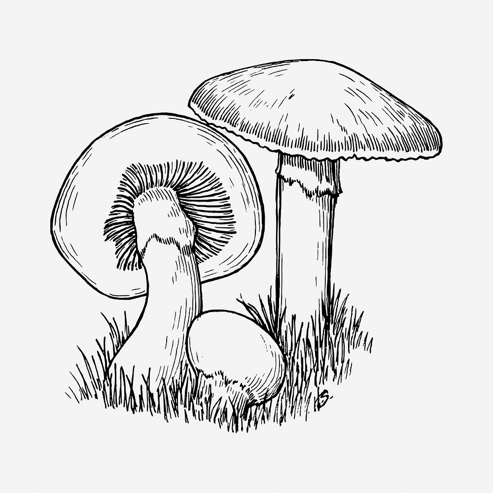Mushroom drawing, vintage vegetable illustration. Free public domain CC0 image.