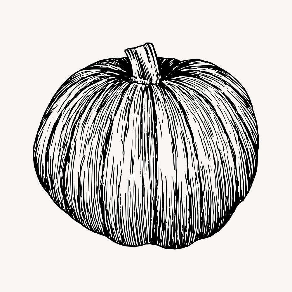 Pumpkin clipart, vintage vegetable illustration vector. Free public domain CC0 image.