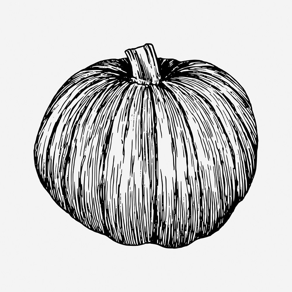 Pumpkin drawing, vintage vegetable illustration. Free public domain CC0 image.
