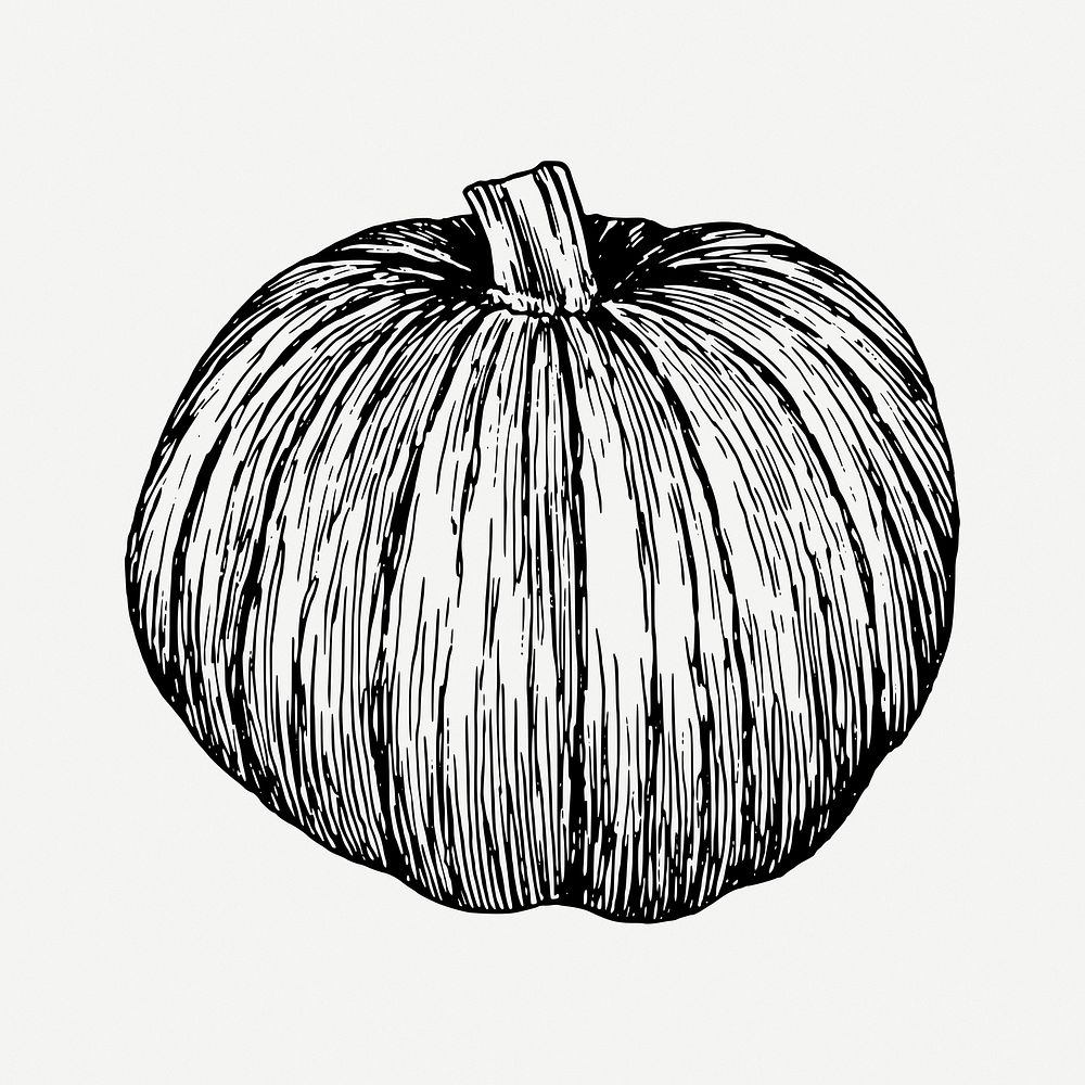 Pumpkin drawing, vintage vegetable illustration psd. Free public domain CC0 image.