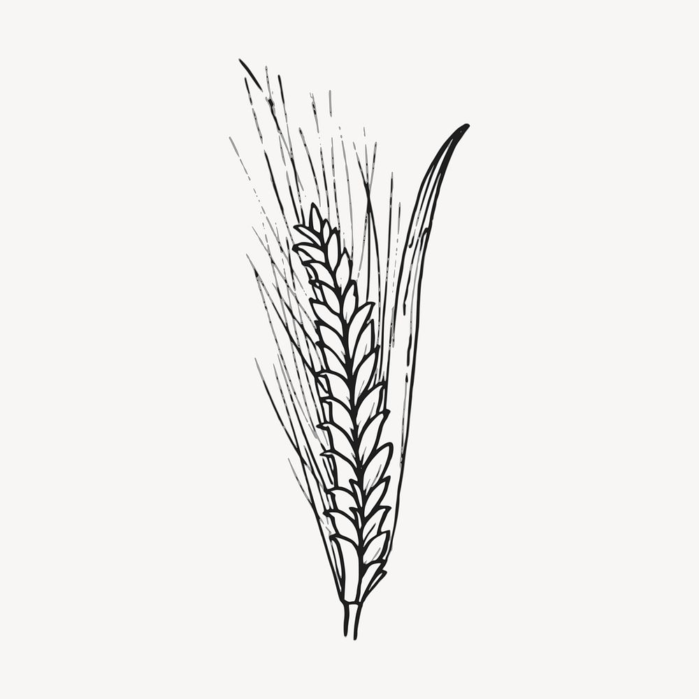 Wheat plant clipart, vintage agriculture illustration vector. Free public domain CC0 image.