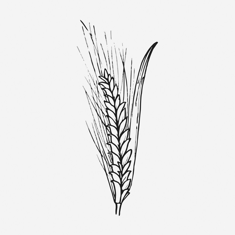 Wheat plant drawing, vintage agriculture illustration. Free public domain CC0 image.
