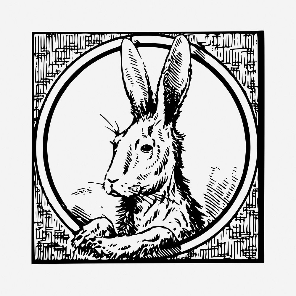 Rabbit drawing, vintage animal illustration. Free public domain CC0 image.
