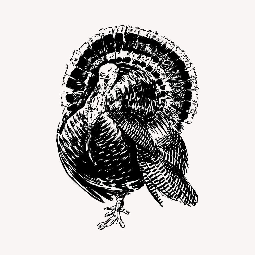 Turkey bird clipart, vintage animal illustration vector. Free public domain CC0 image.