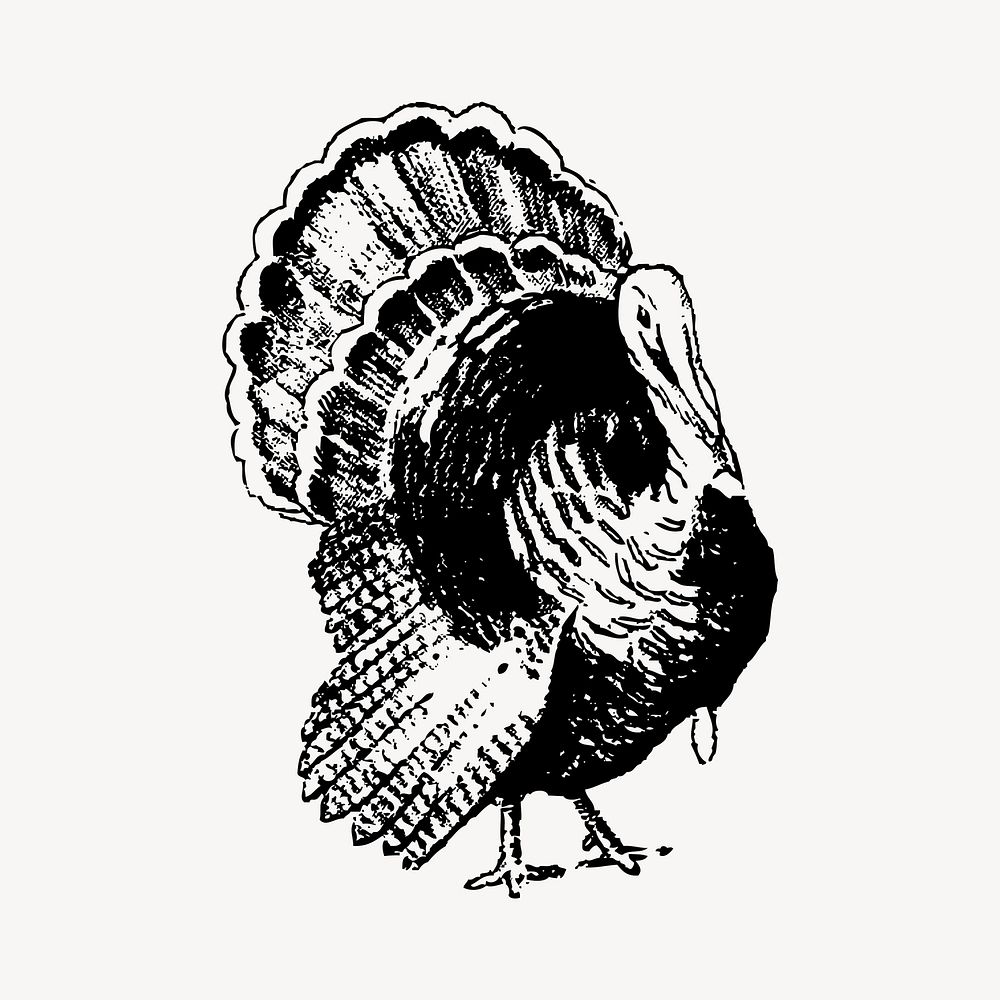 Turkey bird clipart, vintage animal illustration vector. Free public domain CC0 image.