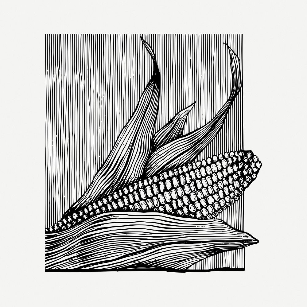 Corn drawing, vintage vegetable illustration psd. Free public domain CC0 image.