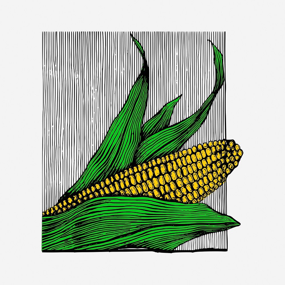 Corn clipart, vintage vegetable illustration. Free public domain CC0 image.