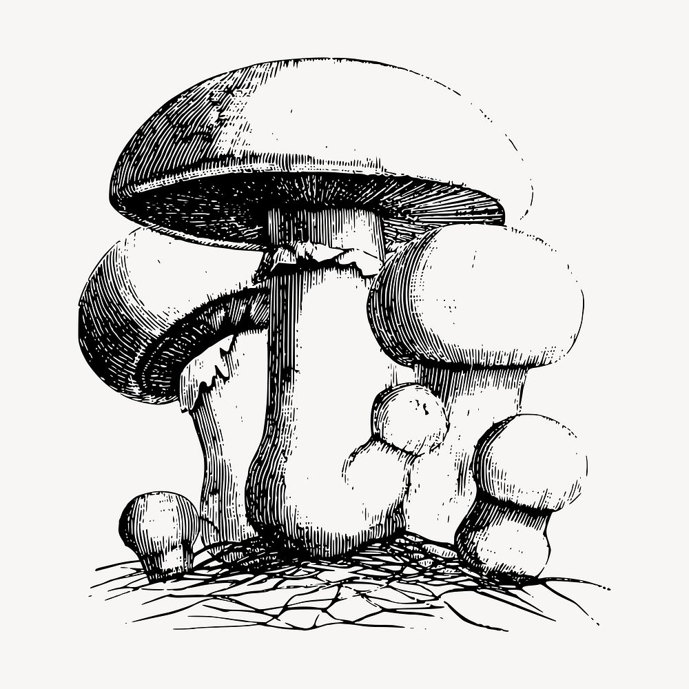 Mushroom clipart, vintage vegetable illustration vector. Free public domain CC0 image.