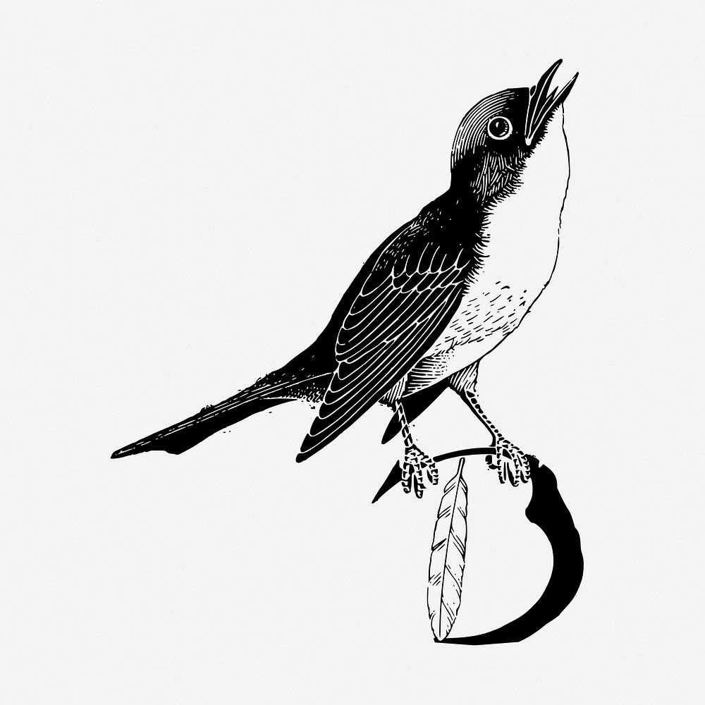 Bird drawing, vintage animal illustration psd. Free public domain CC0 image.