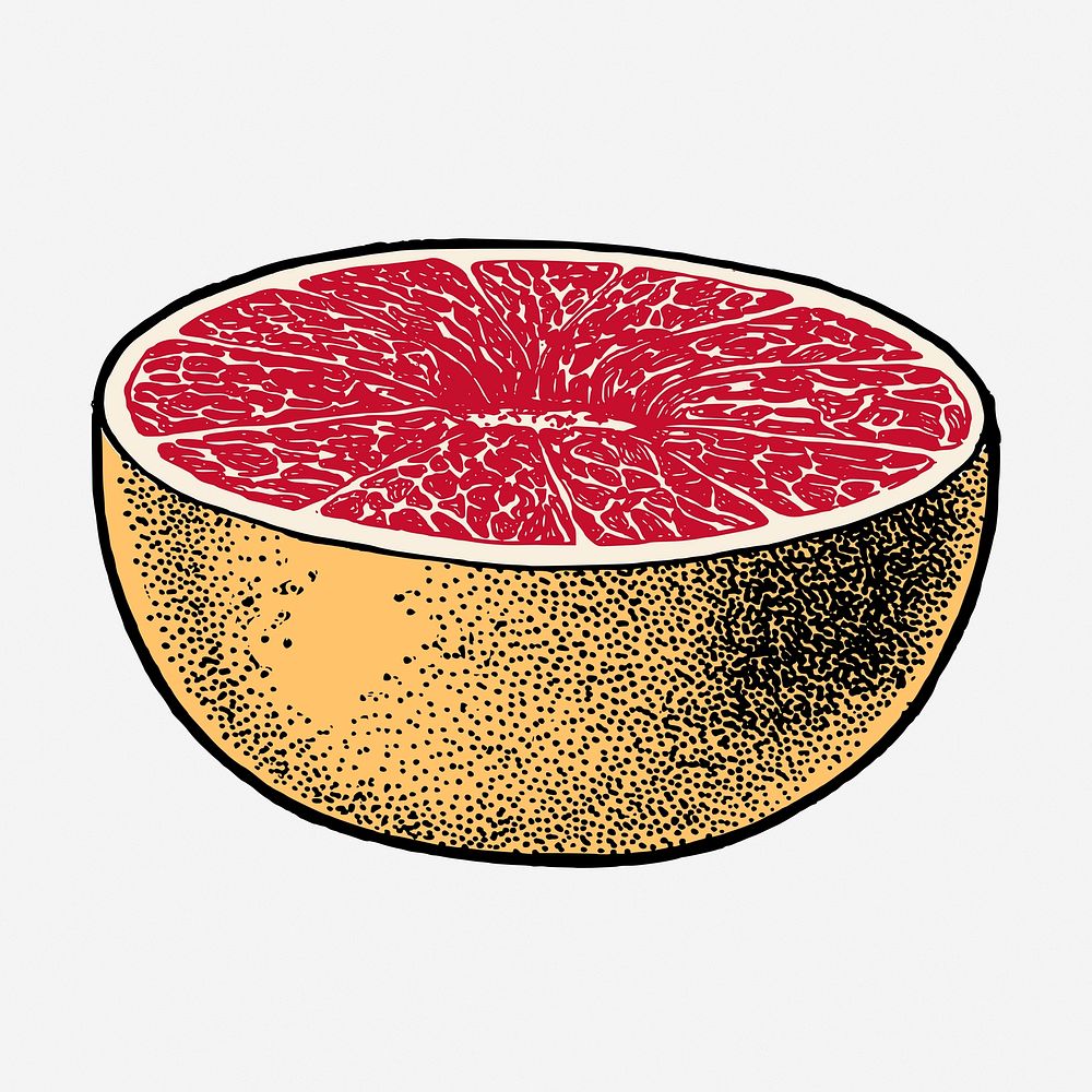 Grapefruit clipart, vintage fruit illustration. Free public domain CC0 image.