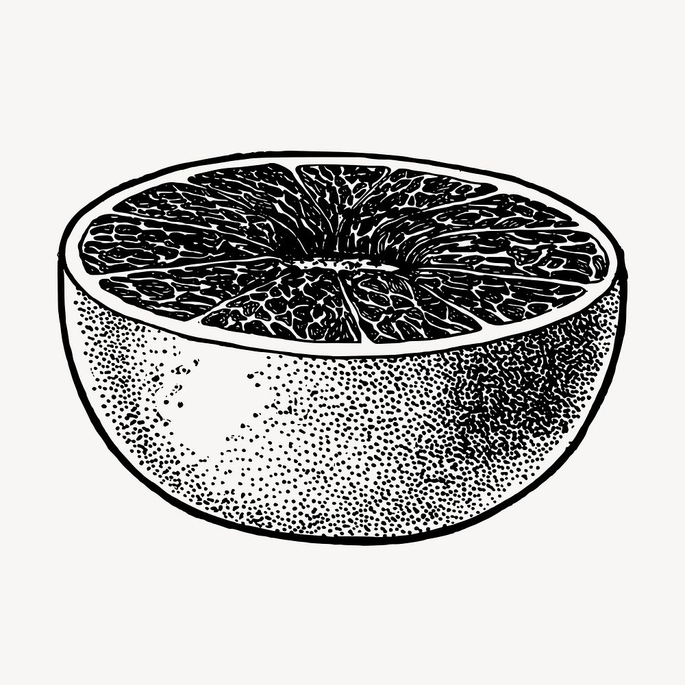 Grapefruit clipart, vintage fruit illustration vector. Free public domain CC0 image.