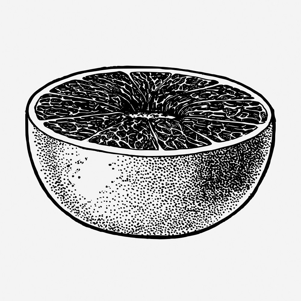 Grapefruit drawing, vintage fruit illustration. Free public domain CC0 image.