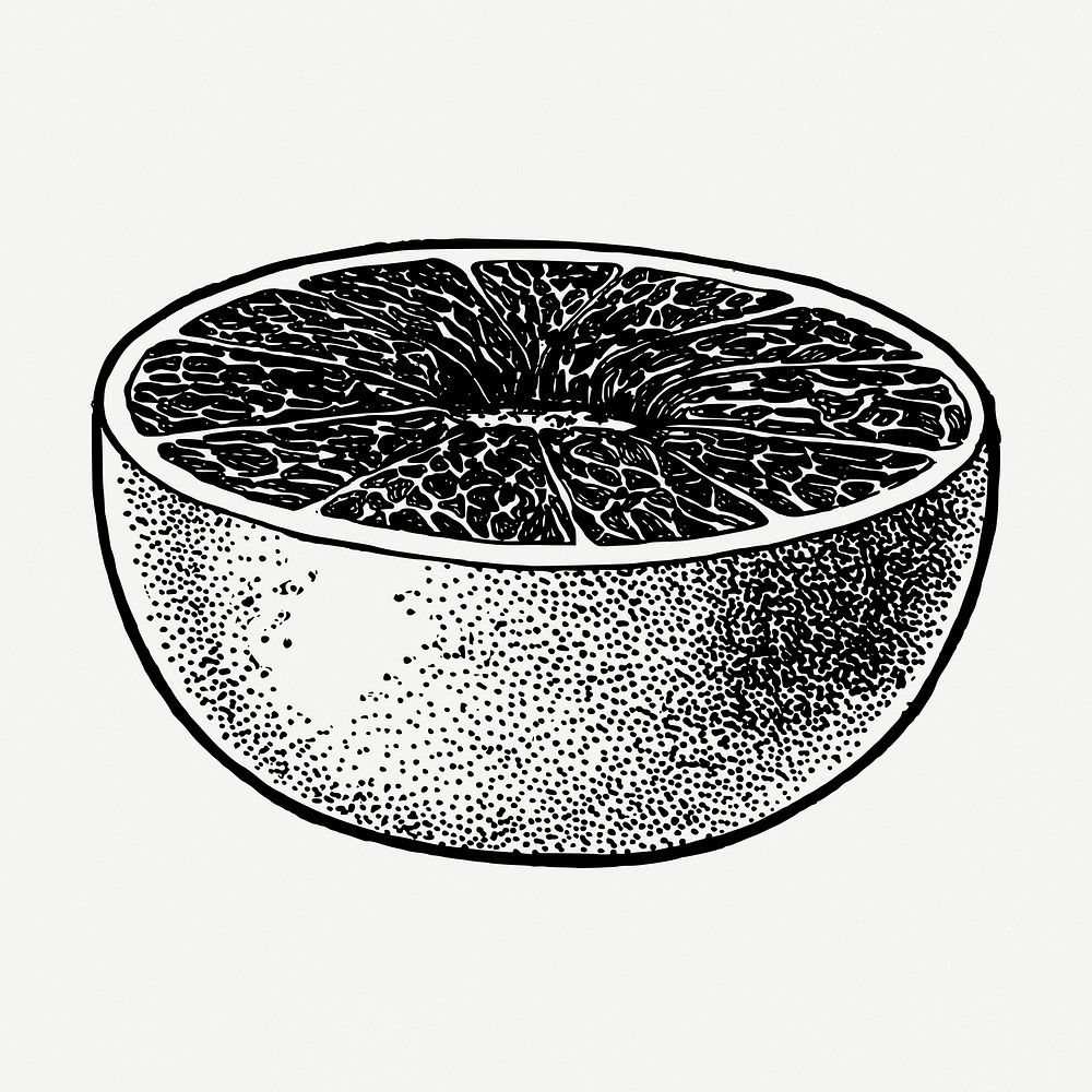 Grapefruit drawing, vintage fruit illustration psd. Free public domain CC0 image.
