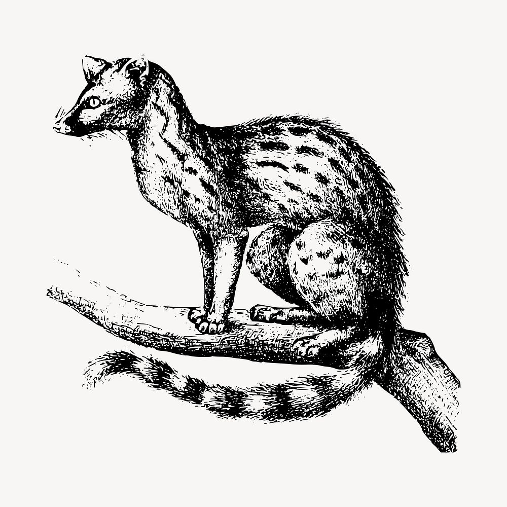 Genet clipart, vintage animal illustration vector. Free public domain CC0 image.