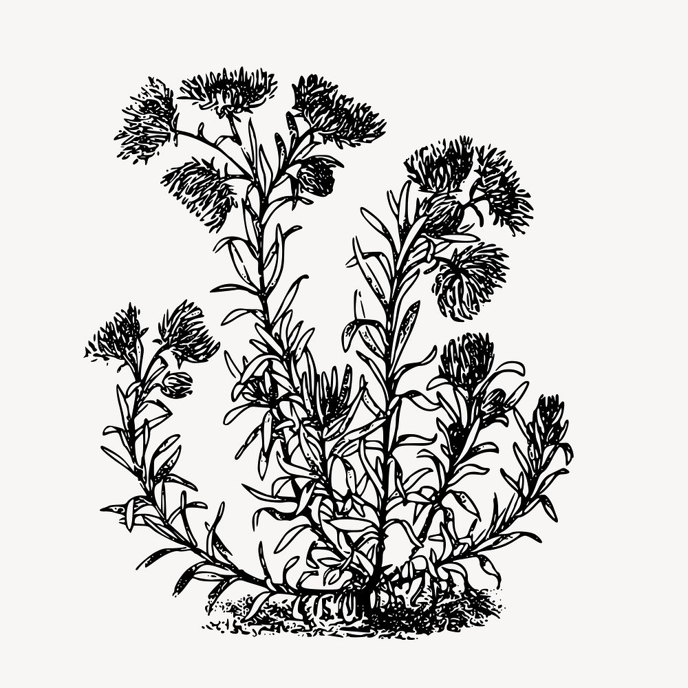 Curry plant clipart, vintage flower illustration vector. Free public domain CC0 image.