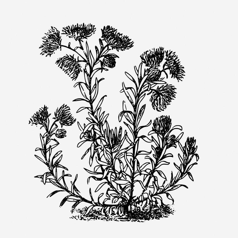 Curry plant drawing, vintage flower illustration psd. Free public domain CC0 image.