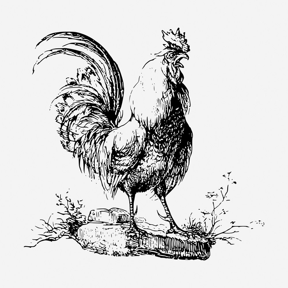 Cockerel chicken drawing, vintage animal illustration. Free public domain CC0 image.