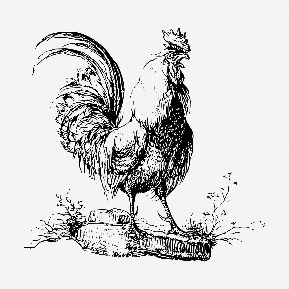 Cockerel chicken drawing, vintage animal illustration psd. Free public domain CC0 image.