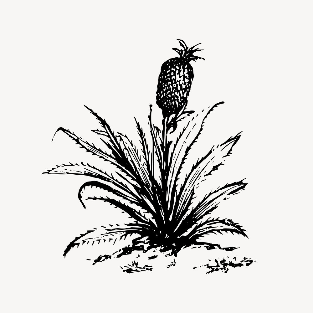 Pineapple bush clipart, agriculture illustration vector. Free public domain CC0 image.