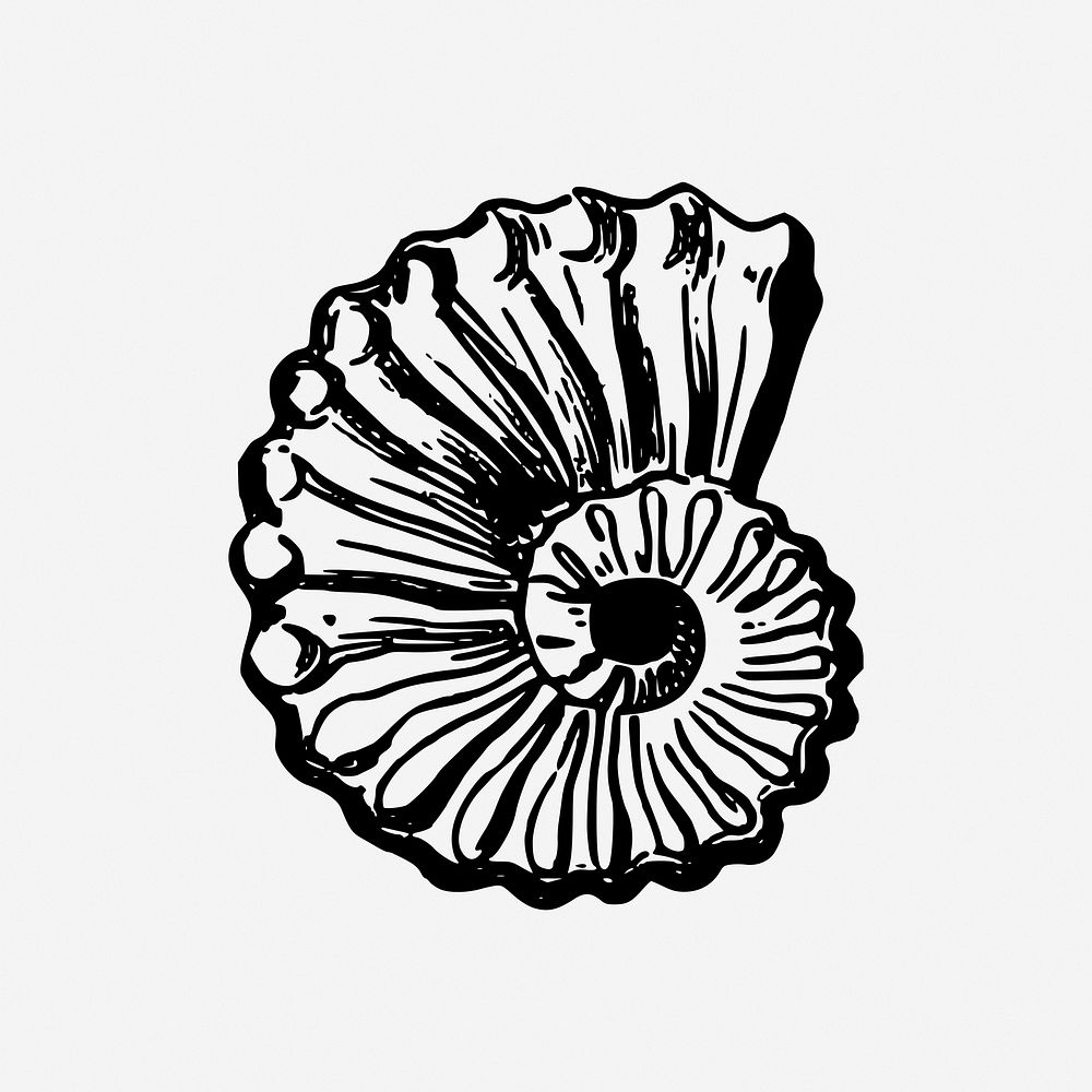 Seashell, beach object illustration. Free public domain CC0 image.