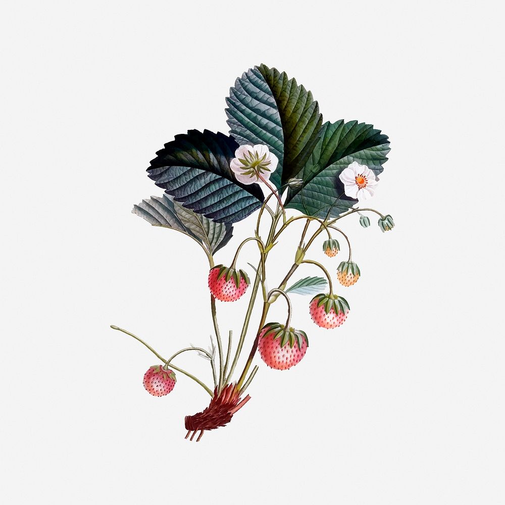 Strawberry flower, fruit illustration. Free public domain CC0 image.