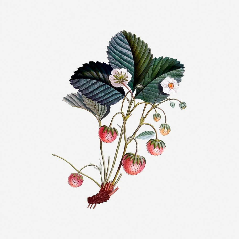 Strawberry flower collage element, fruit illustration psd. Free public domain CC0 image.