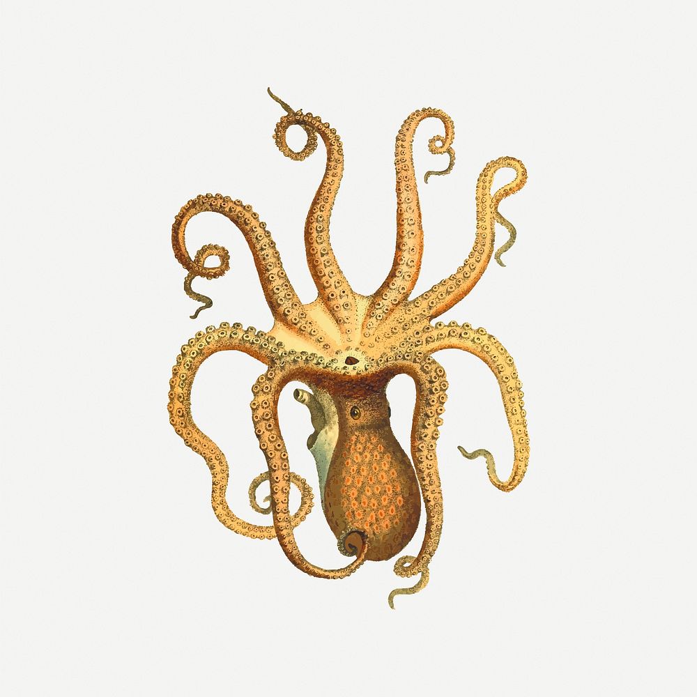 Octopus drawing, sea animal illustration psd. Free public domain CC0 image.