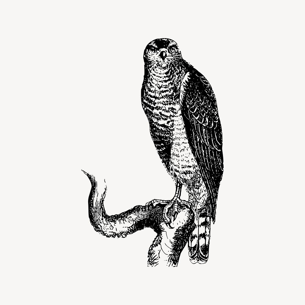 Hawk bird collage element/drawing/clipart, xx illustration vector. Free public domain CC0 image.