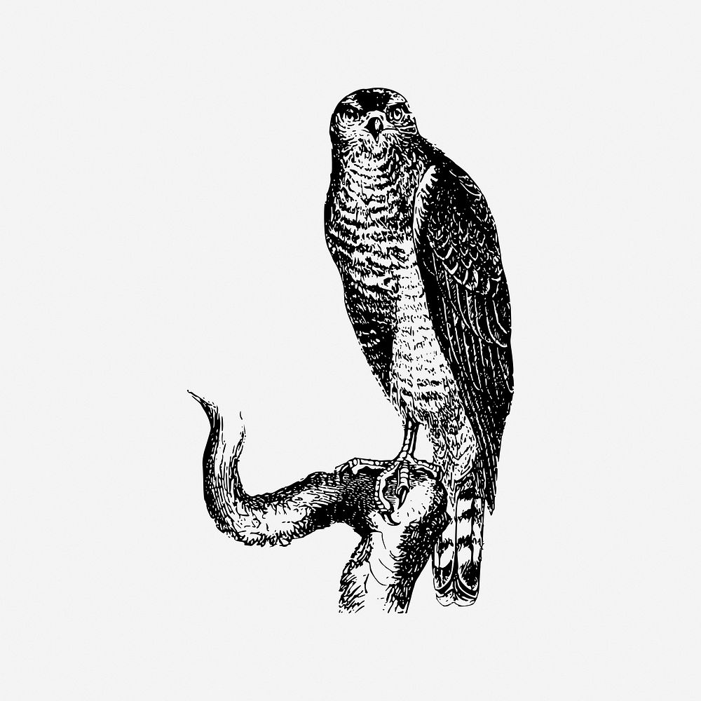 Hawk bird. Free public domain CC0 image.