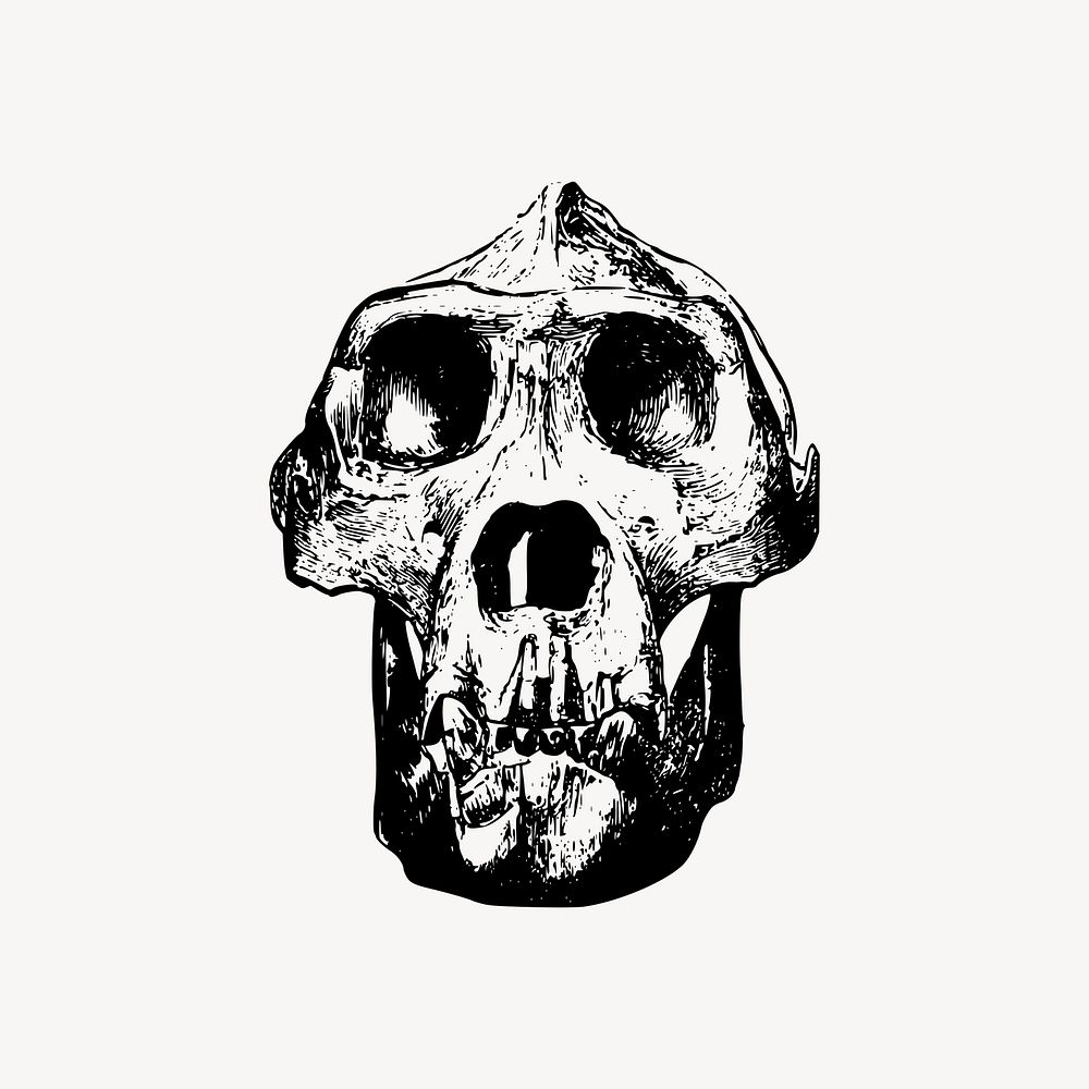 Gorilla skull clipart, dead animal illustration vector. Free public domain CC0 image.