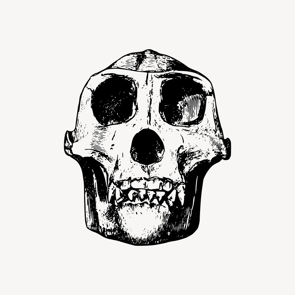 Gorilla skull clipart, dead animal illustration vector. Free public domain CC0 image.