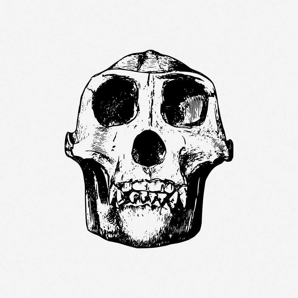 Gorilla skull, dead animal illustration. Free public domain CC0 image.