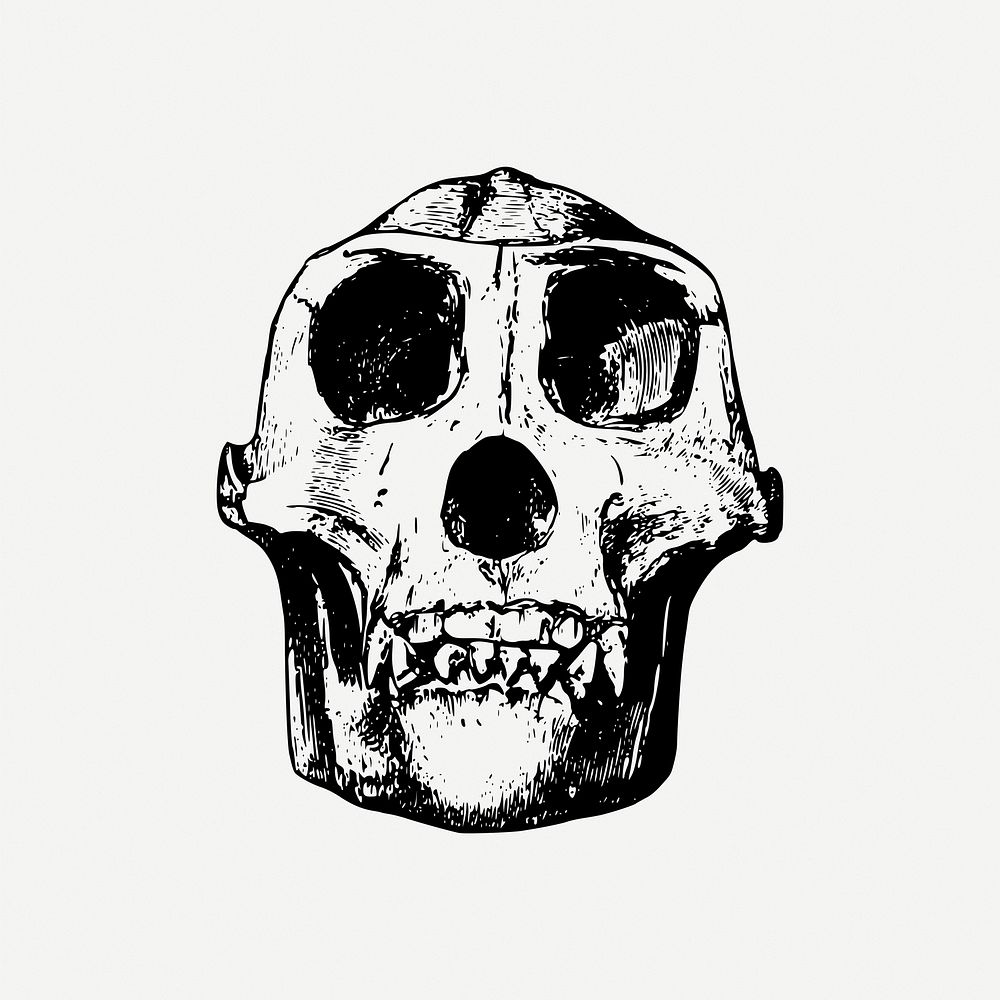 Gorilla skull collage element, dead animal illustration psd. Free public domain CC0 image.